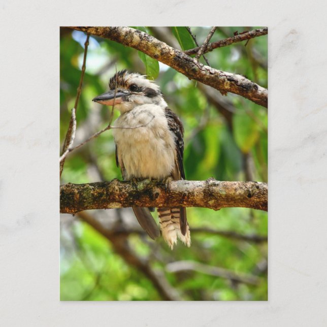 POSTAL KOOKABURRA QUEENSLAND AUSTRALIA (Anverso)