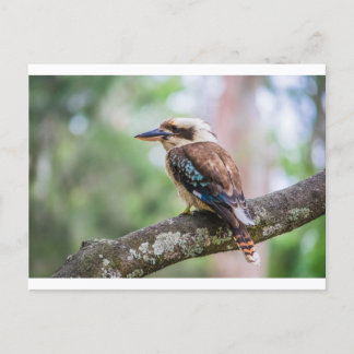 Postal Kookaburra sobre la rama
