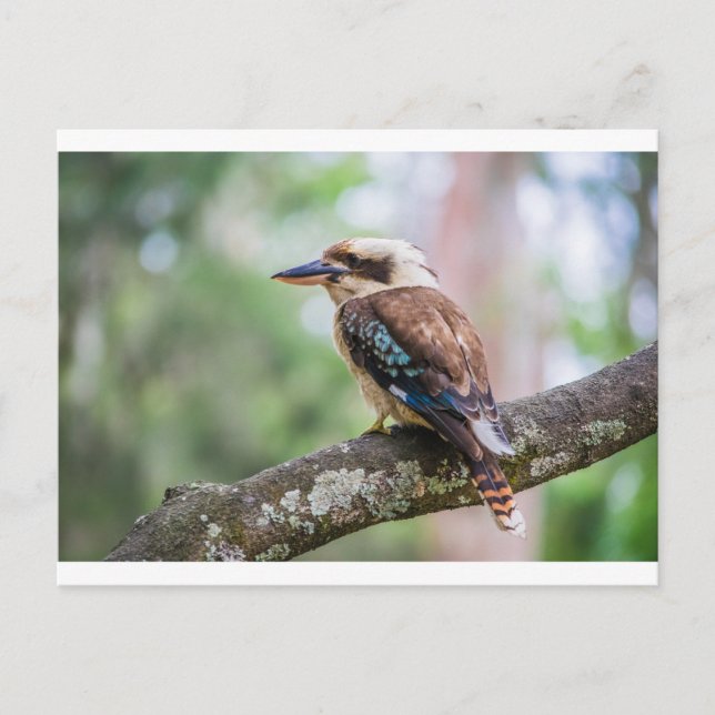 Postal Kookaburra sobre la rama (Anverso)