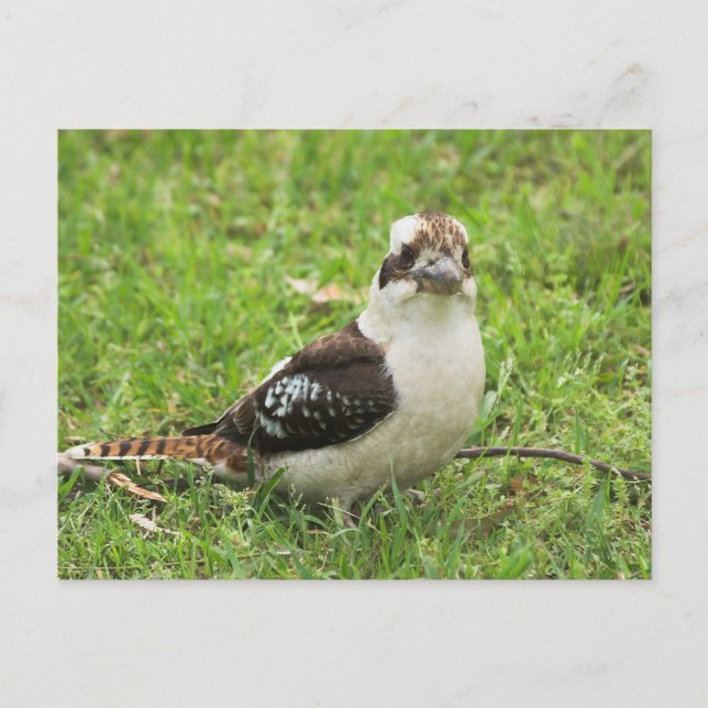 Postal Kookabuura (Anverso)