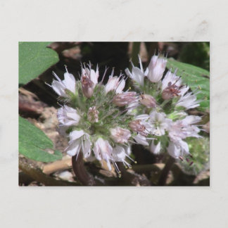 Postal Kooskooskia Idaho Flora Flora Silvestre Botánica
