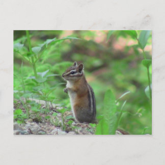Postal Kooskooskia Idaho Mammals Animales de ciervos Chip