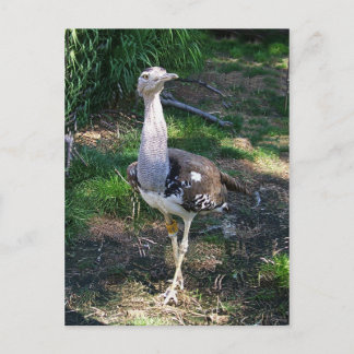 Postal Kori Bustard Bird