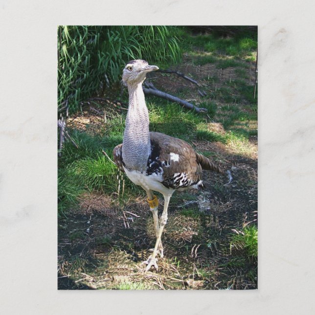 Postal Kori Bustard Bird (Anverso)