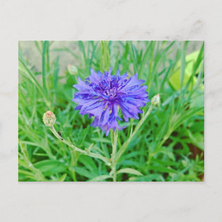 Postal Kornblume