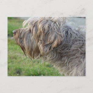 Postal Korthals Griffon - Ave humeante de Tsjip