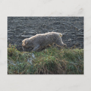 Postal Korthals Griffon - Tsjip recorriendo la tierra