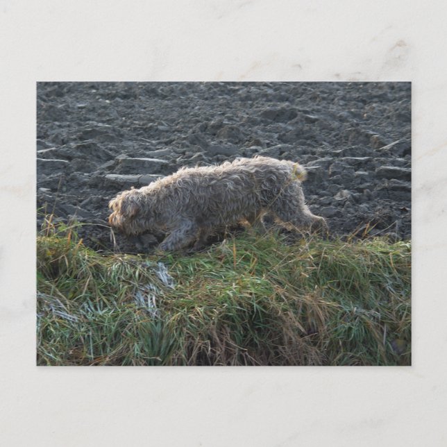 Postal Korthals Griffon - Tsjip recorriendo la tierra (Anverso)