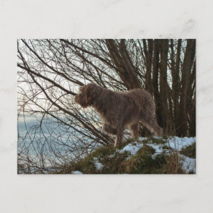 Postal - Korthals Griffon -Tsjip señalando