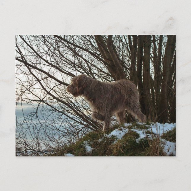 Postal - Korthals Griffon -Tsjip señalando (Anverso)