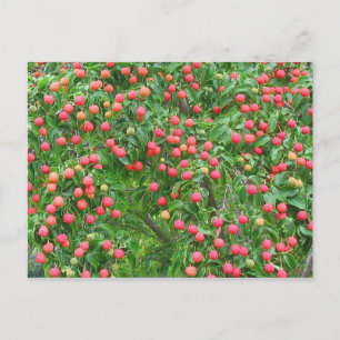 Postal Kousa Dogwood Berries