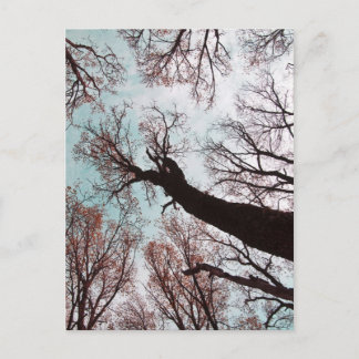 Postal KRAFT der BÄUME