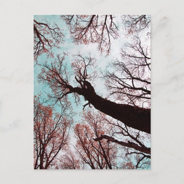 Postal KRAFT der BÄUME (Anverso)