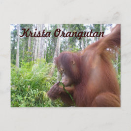 Postal Krista Orangutan en la selva tropical de Borneo