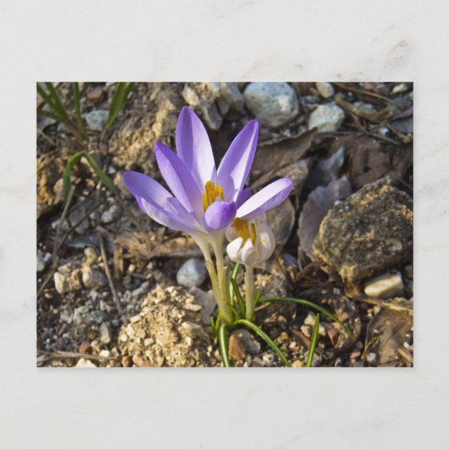 Postal krocos flor de primavera naturaleza postacard (Anverso)