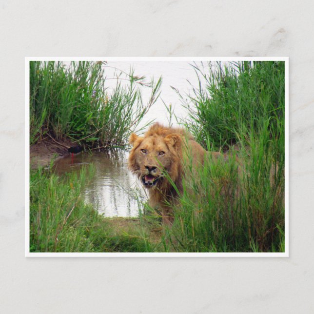 Postal kruger león (Anverso)