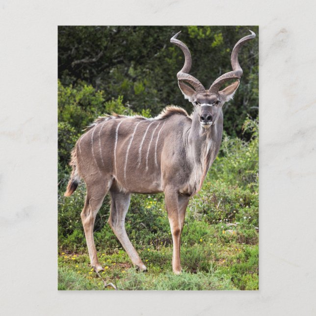 Postal Kudu. (Anverso)