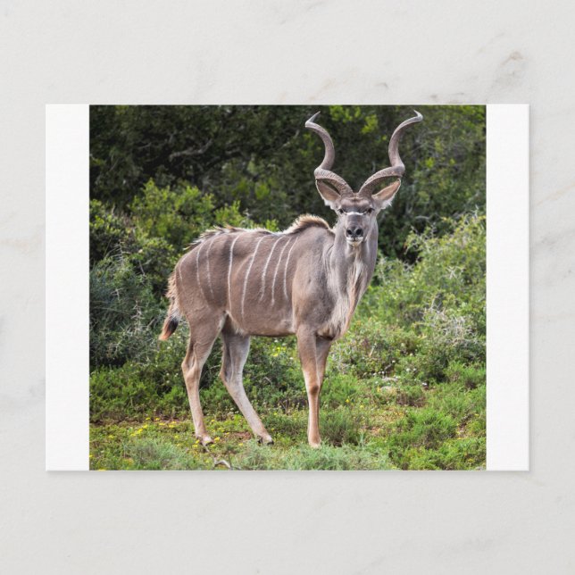 Postal Kudu. (Anverso)