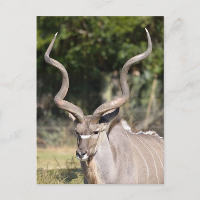 Postal Kudu (Anverso)