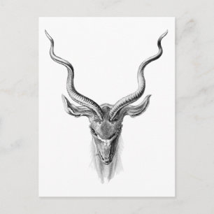 Postal Kudu
