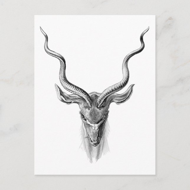 Postal Kudu (Anverso)