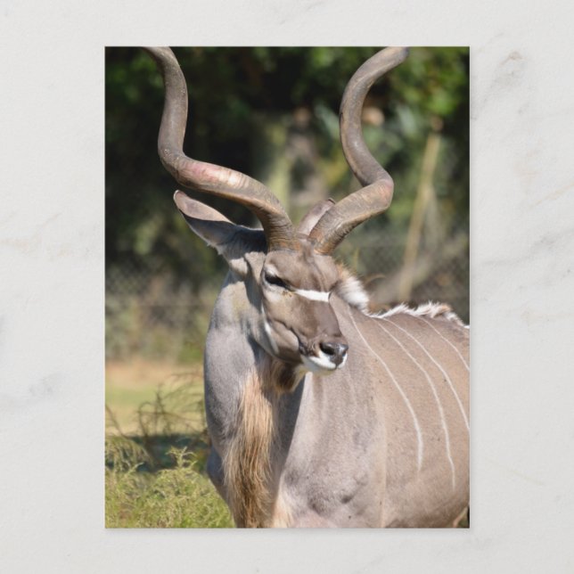 Postal Kudu (Anverso)