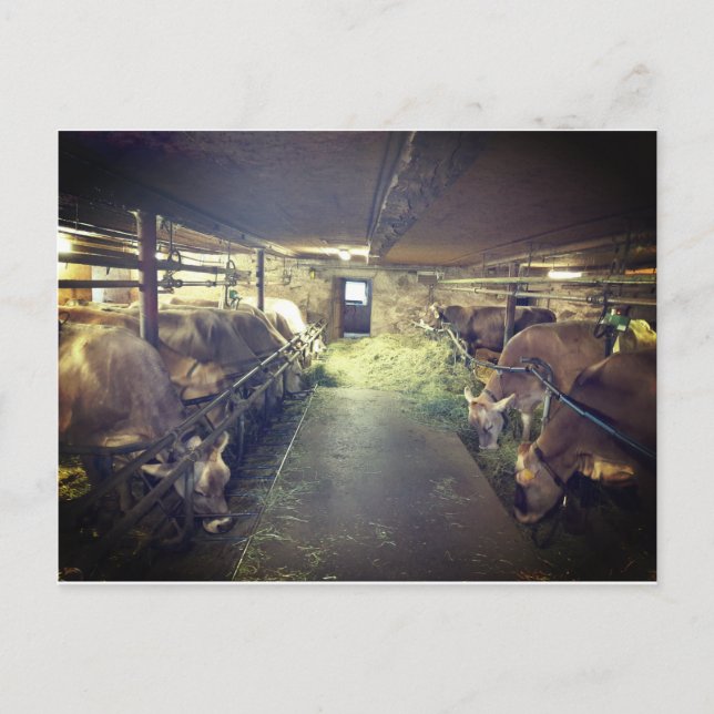 Postal Kuhstall (Anverso)