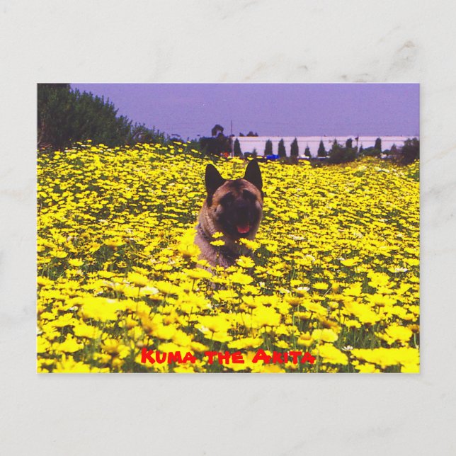 Postal Kuma la Akita (Anverso)