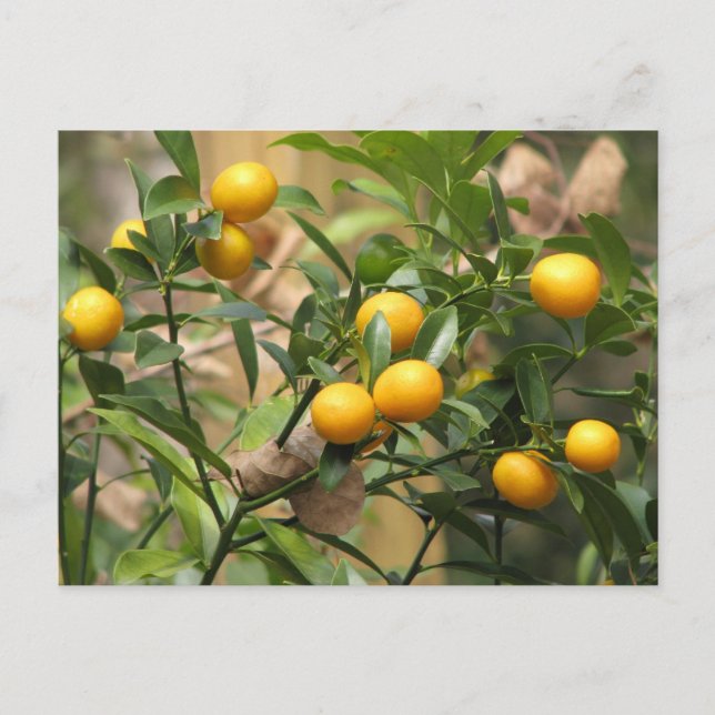 Postal Kumquats dulces (Anverso)