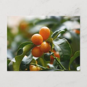 Postal Kumquats en la rama del árbol Kumquat