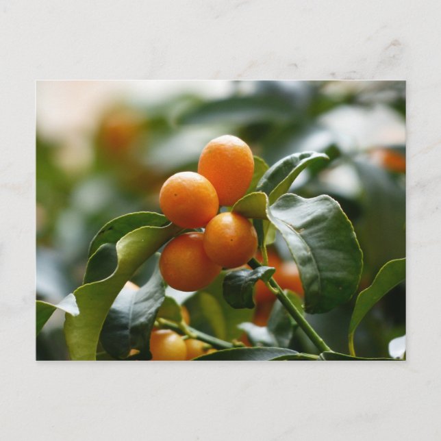 Postal Kumquats en la rama del árbol Kumquat (Anverso)