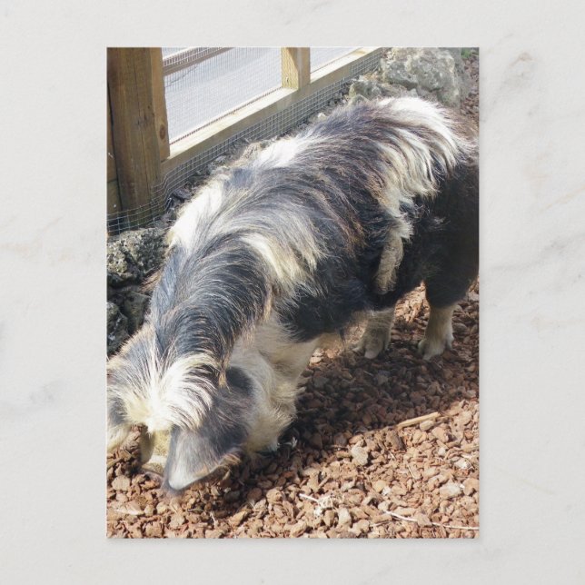 Postal Kunekune Pig (Anverso)