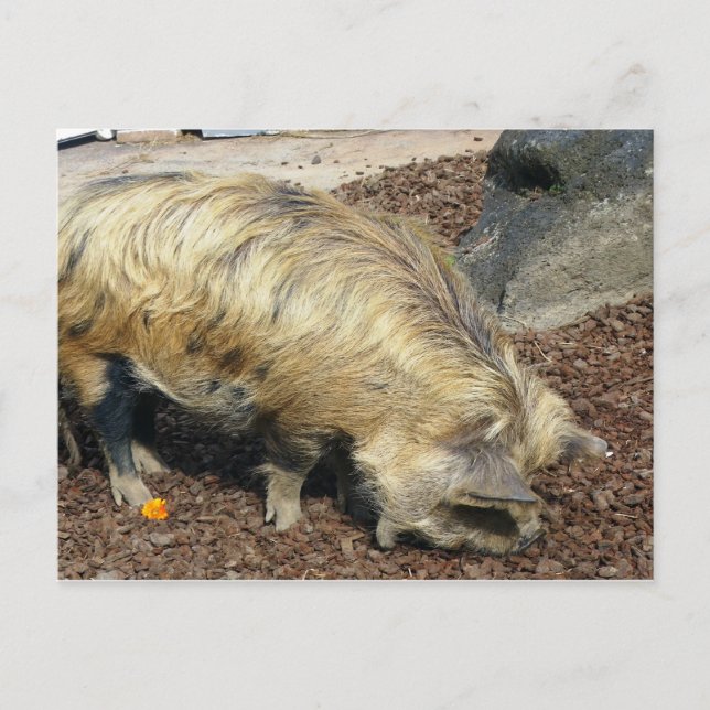 Postal Kunekune Pig (Anverso)