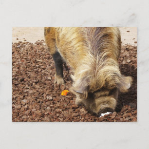 Postal Kunekune Pig