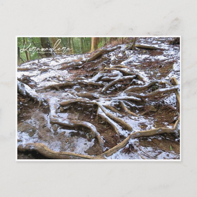 Postal Kurama-dera (Kinone-michi tree roots road) (Anverso)
