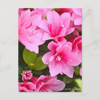 Postal Kurume Azalea