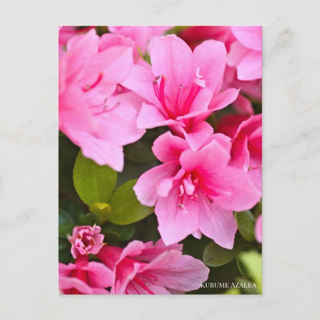 Postal Kurume Azalea (Anverso)