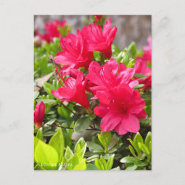 Postal Kurume Azalea