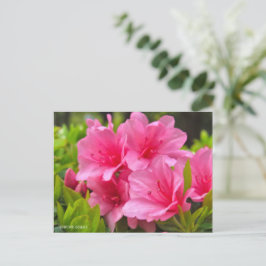 Postal Kurume Azalea