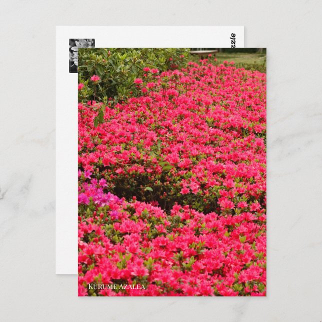 Postal Kurume Azalea (Anverso / Reverso)