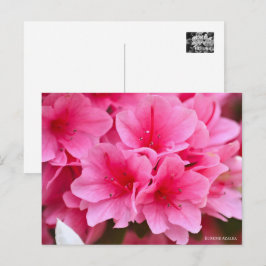 Postal Kurume Azalea