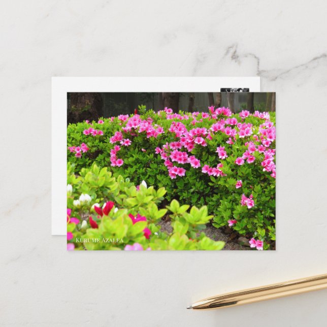 Postal Kurume Azalea (Anverso/Reverso In Situ)