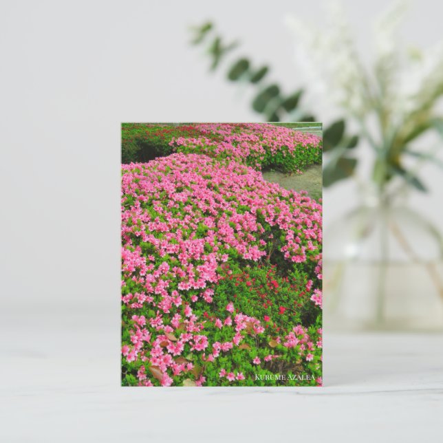 Postal Kurume Azalea (Anverso de pie)