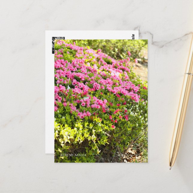 Postal Kurume Azalea (Anverso/Reverso In Situ)