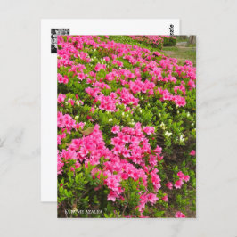 Postal Kurume Azalea