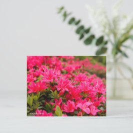Postal Kurume Azalea