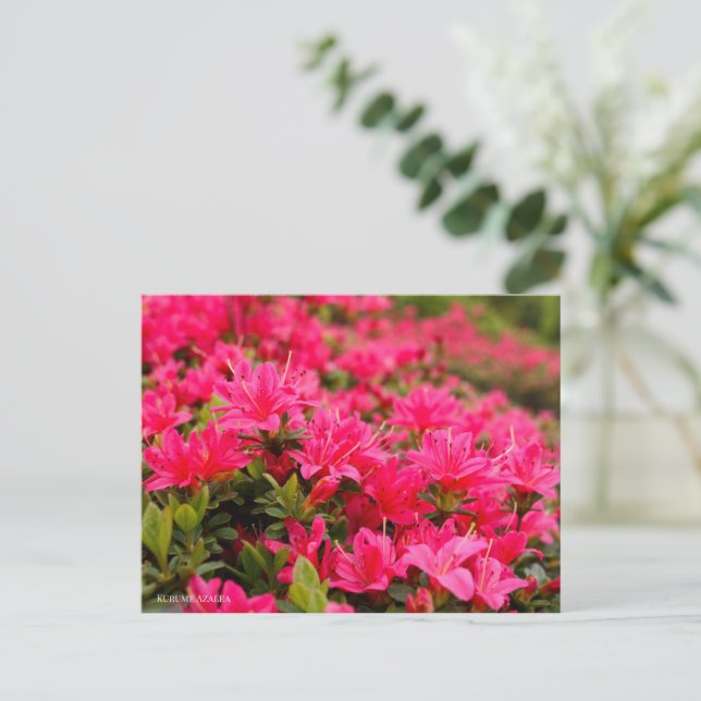 Postal Kurume Azalea (Anverso de pie)