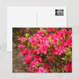 Postal Kurume Azalea