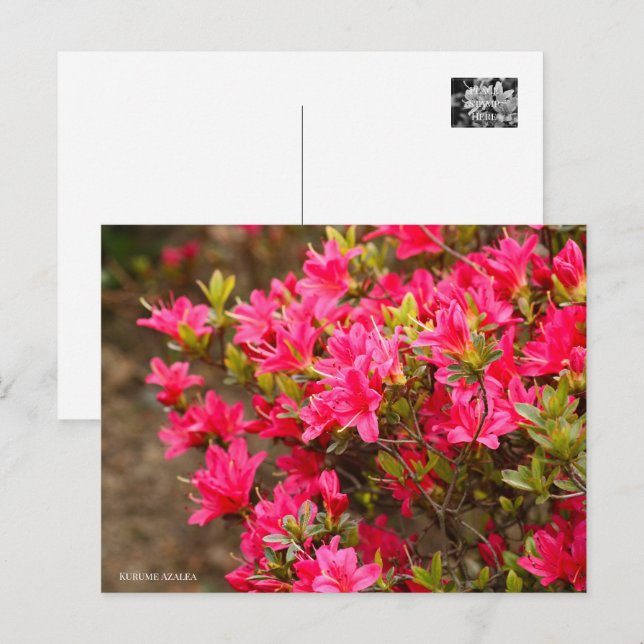 Postal Kurume Azalea (Anverso / Reverso)