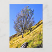 L0NE TREE